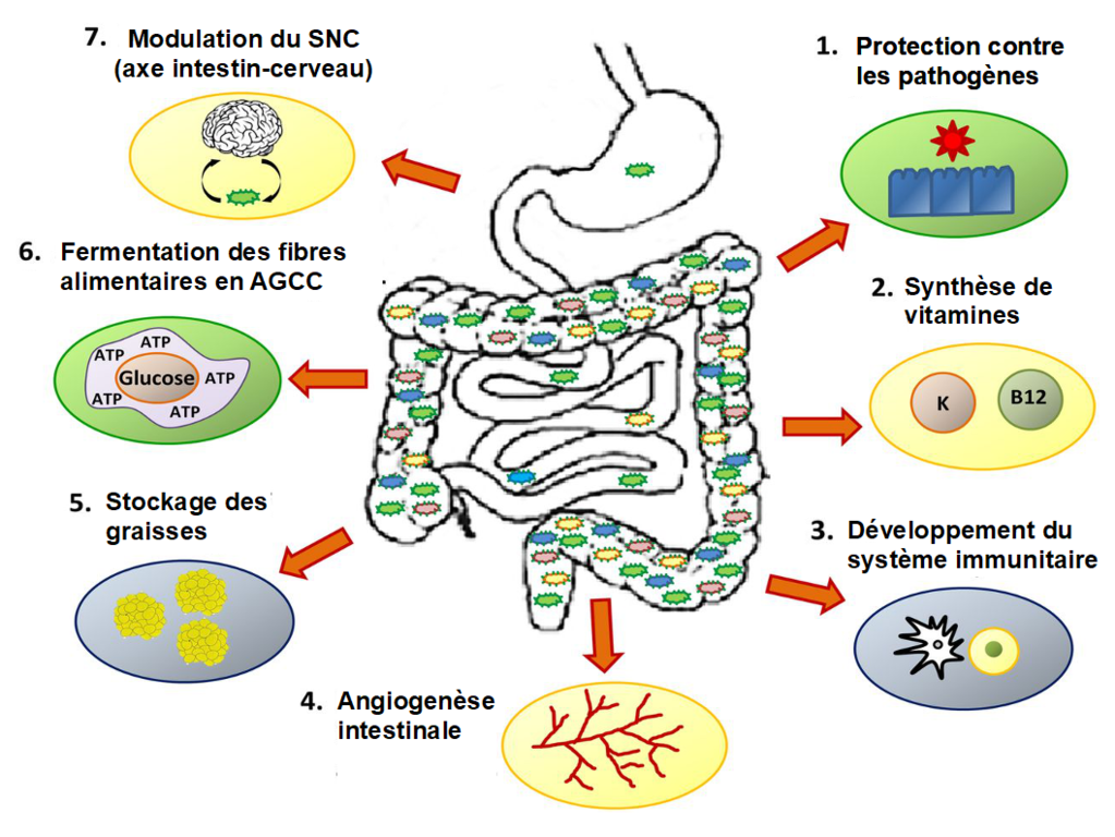 intestino gravidanza