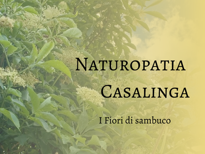 raccogliamo i fiori di sambuco